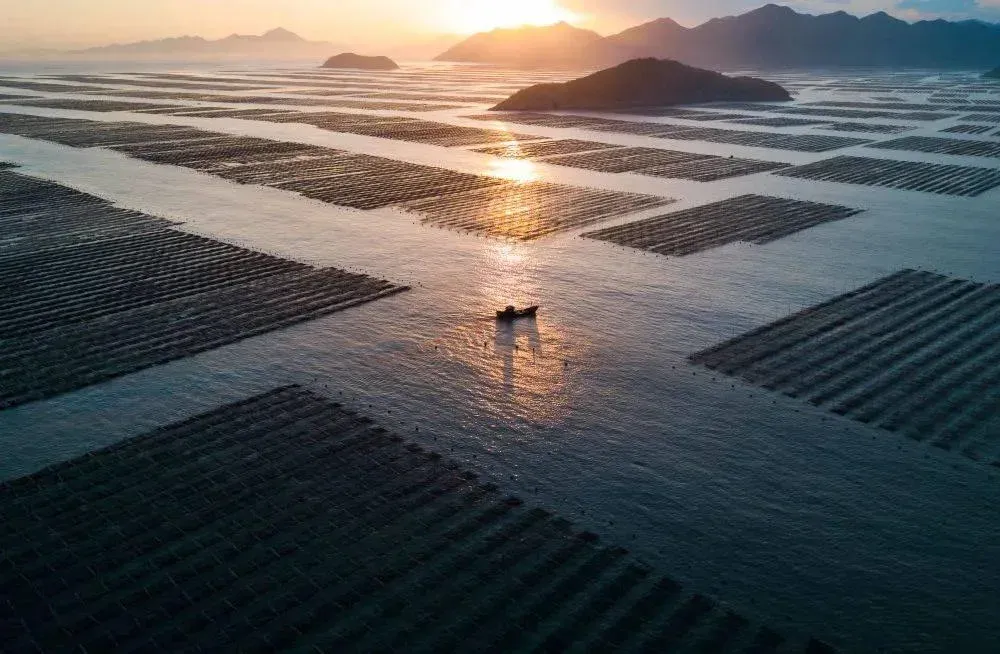 Aerial view of seaweed farm lines on the sea at sunset, with a small boat.